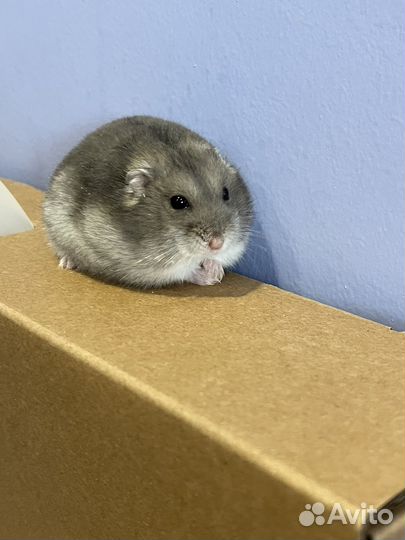 Джунгарский хомяк бесплатно