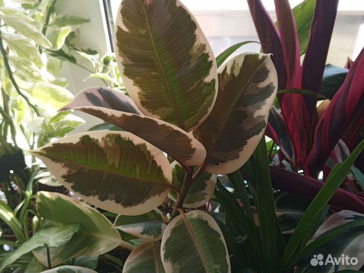 Фикус эластика тинеке