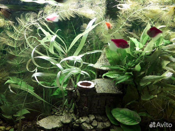 Криптокорина