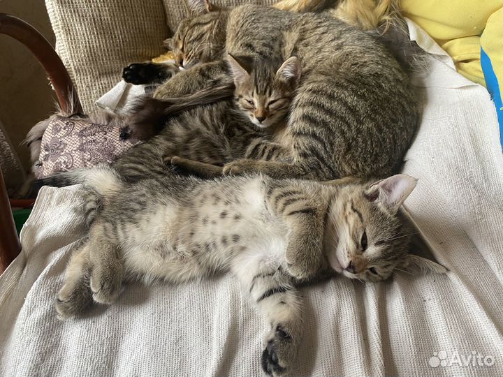 Котята в добрые руки