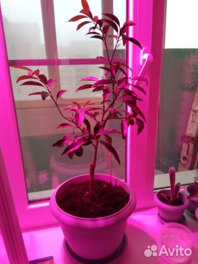 Дерево Кумкват(золотое яблоко)