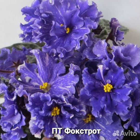 Сортовые фиалки