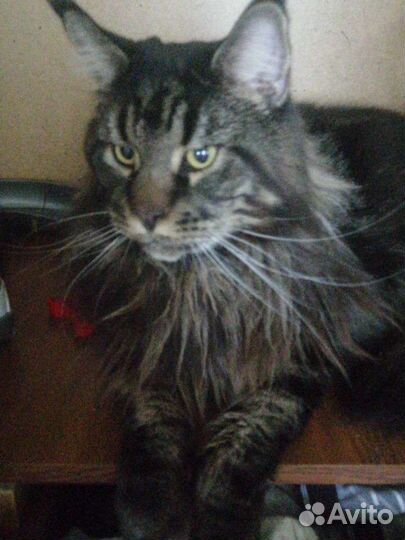 Передержка животных на время отпуска