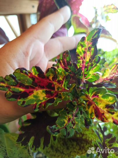 Колеусы вегетативные