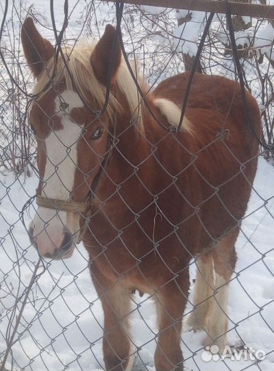 Лошадь кобыла тяжеловоз