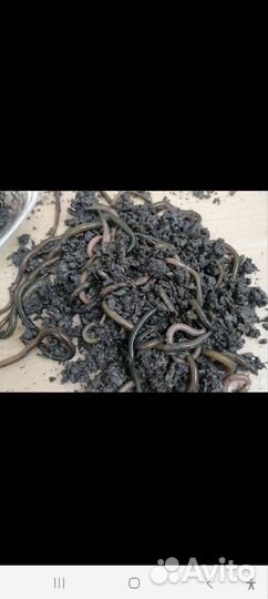 Черви для рыбалки