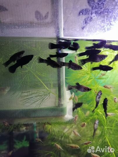 Мальки моллинезии(живородящие рыбки)