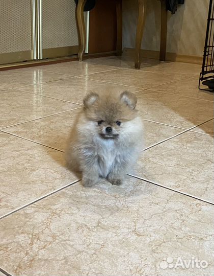 Мини девочка померанского шпица