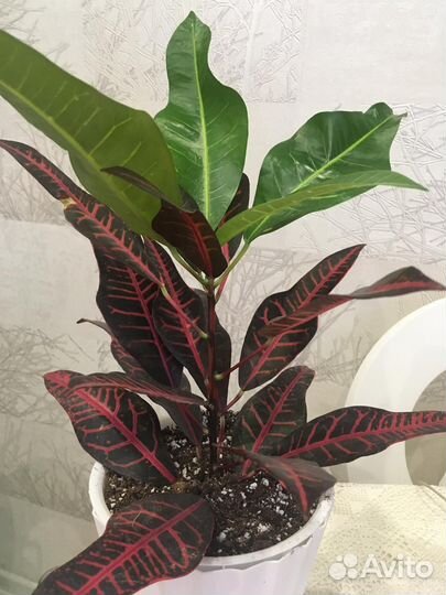 Комнатные растения