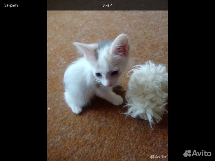 Котята