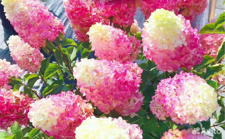 Гортензия метельчатая Строуберри блоссом саженцы