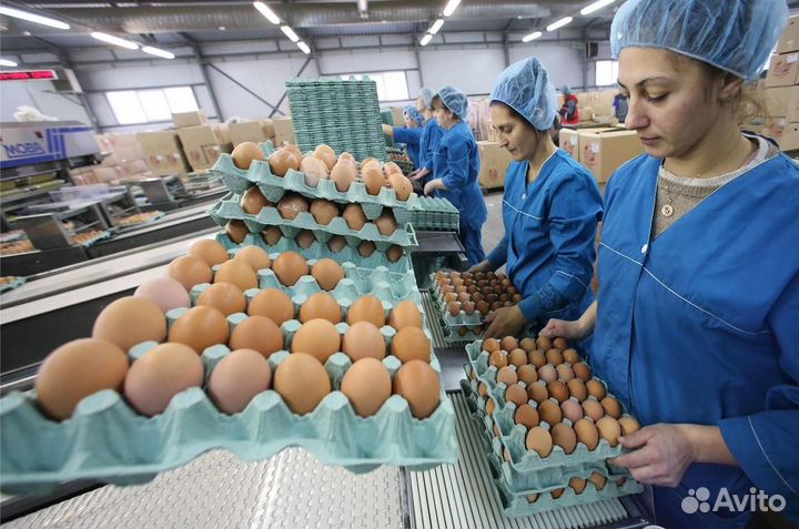 Работа на птицефабрике, вахтовый график