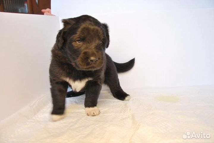 Тувинская овчарка