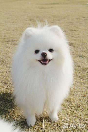 Белый померанец