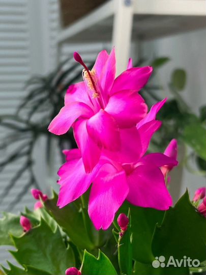 Пасхальник бакли