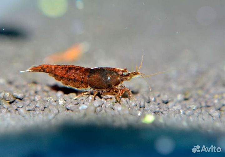 Креветки (разные цвета), гуппи, сомы