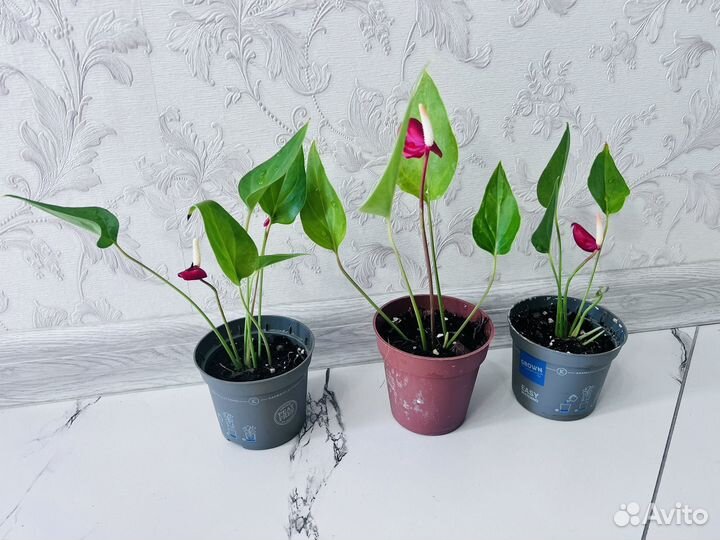 Антуриум миллион цветов flouwers