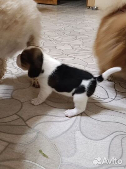 Щенки Бигль мальчик и девочка