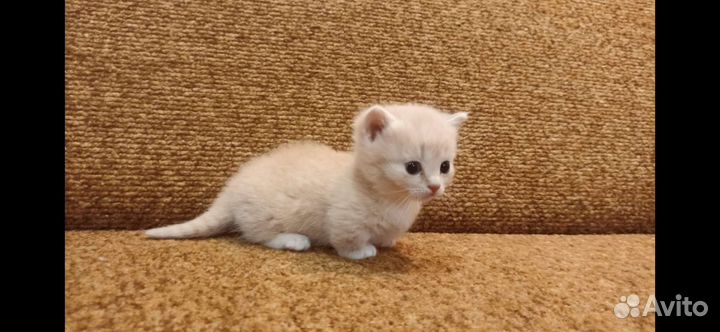 Котята манчкин