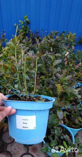 Саженцы голубики