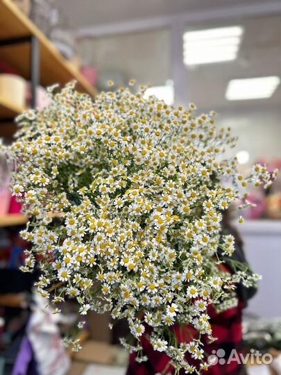 Ромашки:Свежее поступление