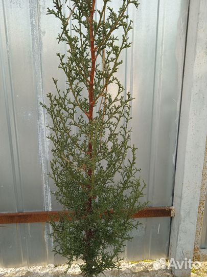 Кипарис раскидистый