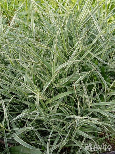 Декоративная трава