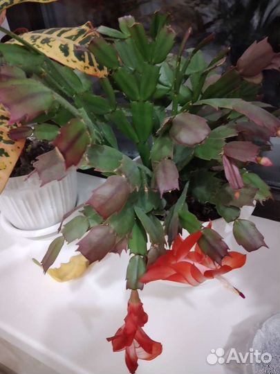 Продам цветы комнатные