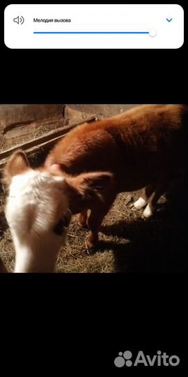 Корова и телёнок