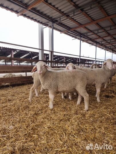 Бараны племенные