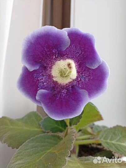 Глоксиния Аванти синяя