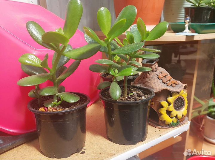 Красула толстянка