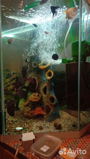 Аквариум