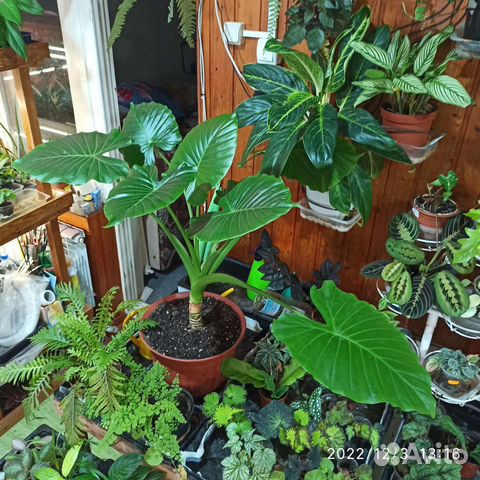 Декоративные комнатные растения