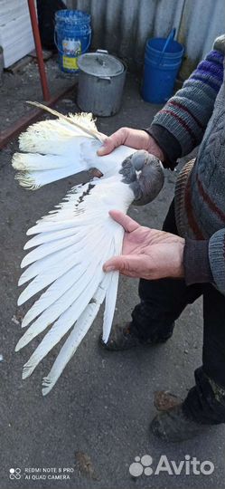 Голуби кофейные белохвостые