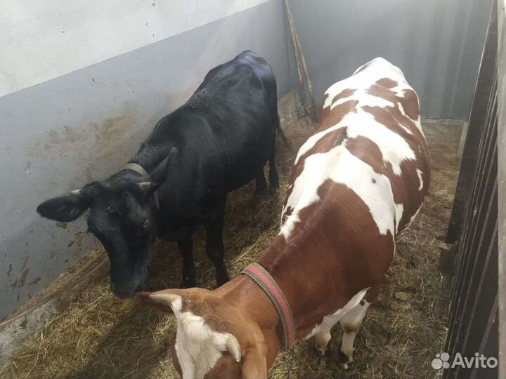 Племенные нетели