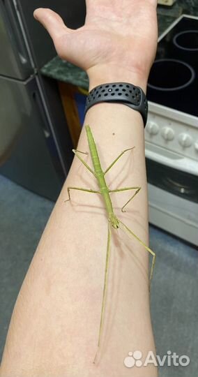 Большой палочник, аннамский палочник с доставкой