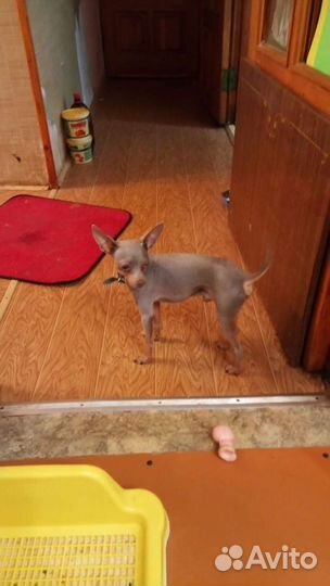 Вязка лилового той терьера