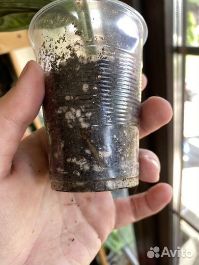 Монстера Карстенианум, Сциндапсус Мунлайт