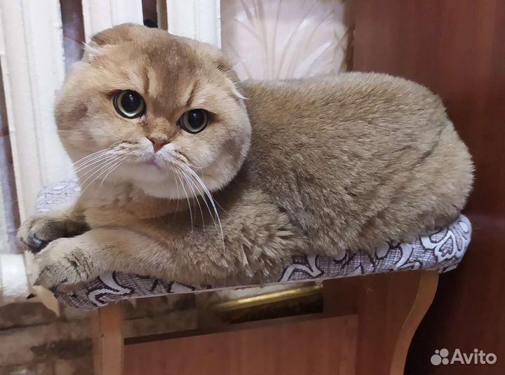 Шотландская