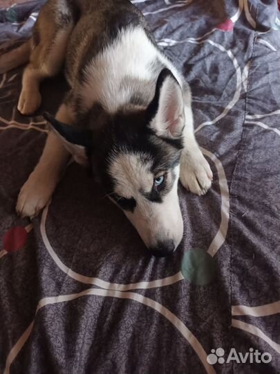 Продам щенка девочку Хаски
