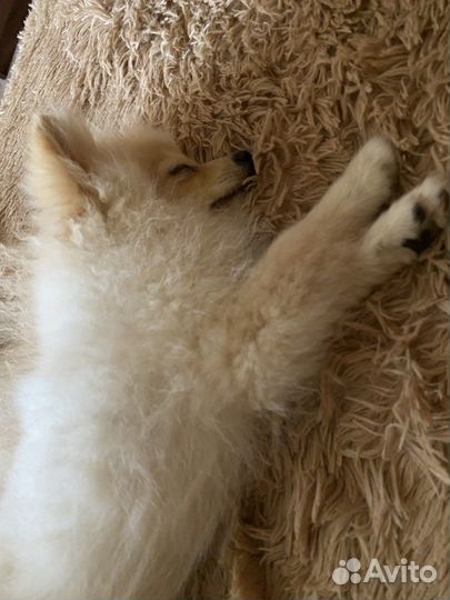 Щенок мини шпица