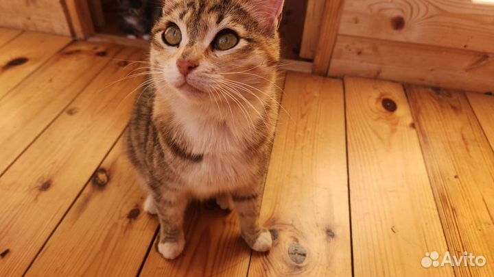 Кошка