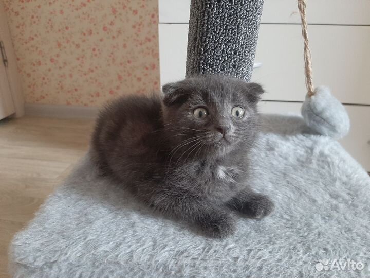 Котята в добрые руки мальчики