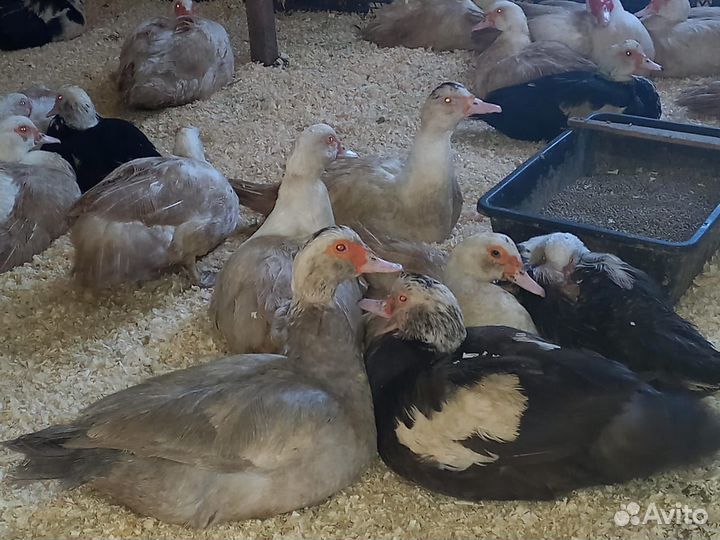 Яйца инкубационные