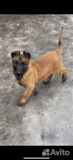 Щенки Бельгийской Овчарки