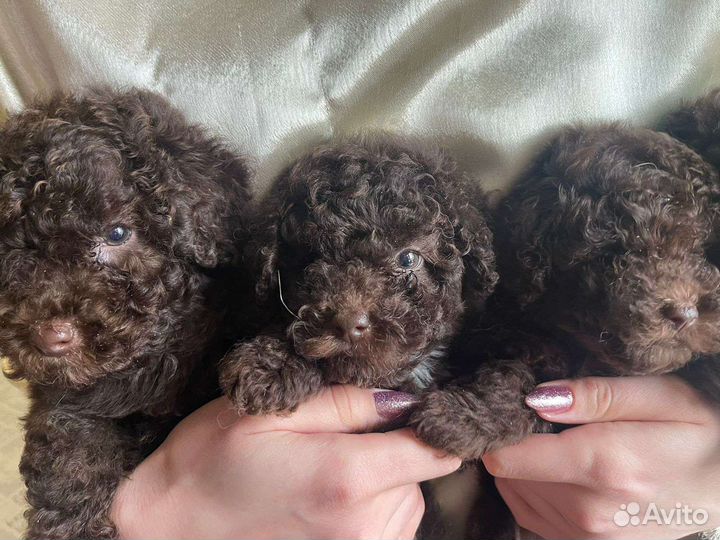 Той-пудель шоколад, ред браун, черная