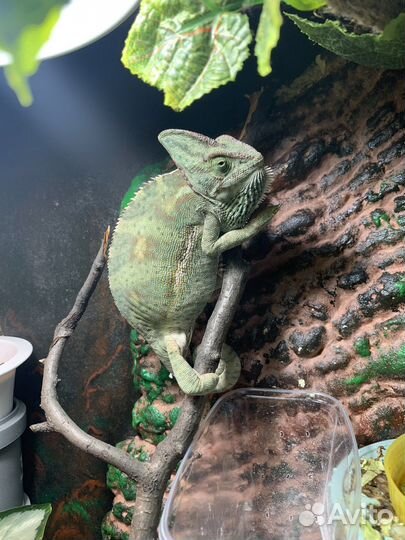 Хамелеон с террариумом