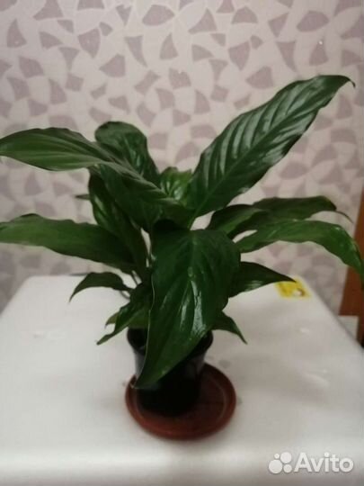 Комнатные цветы