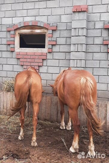 Постой для лошадей